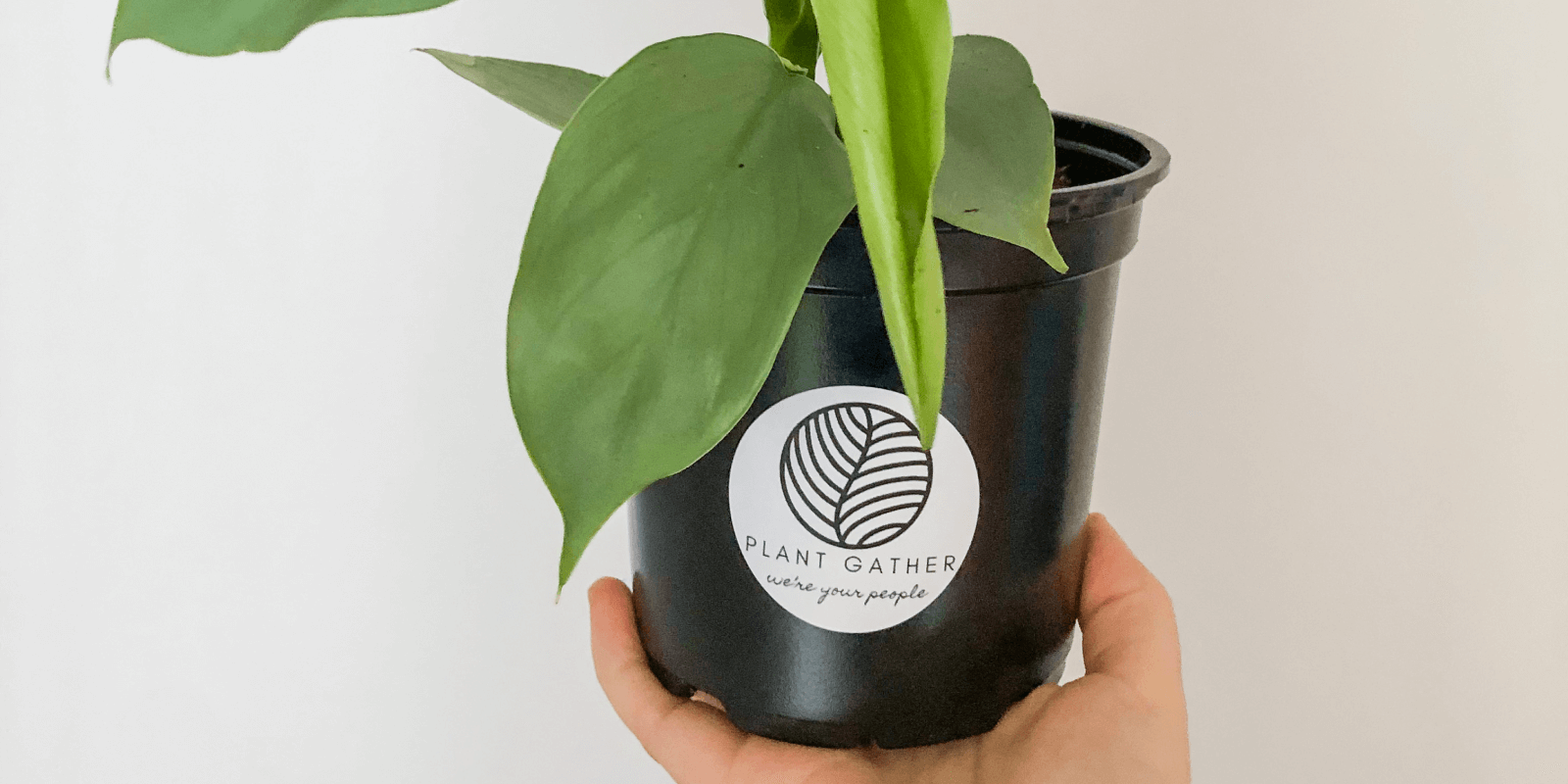 A person holds a small plant in a pot with “Plant Gather we’re your people” printed on the pot.