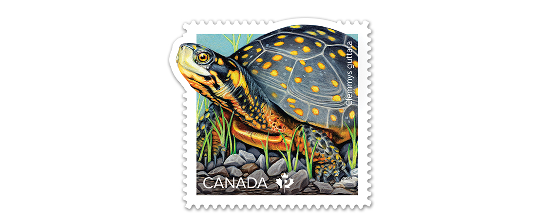 A collectible Canada Post stamp featuring an illustration of an endangered spotted turtle. Part of an endangered turtle stamp collection.