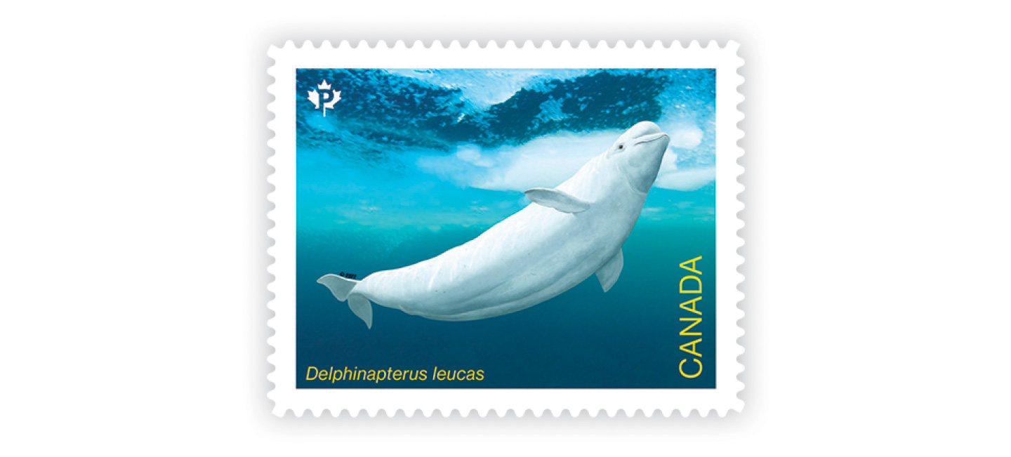 Beluga whale